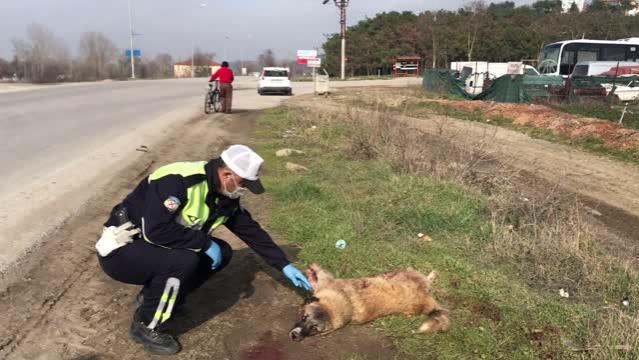 Polis, severek sakinleştirdiği yaralı köpeğin başından ayrılmadı