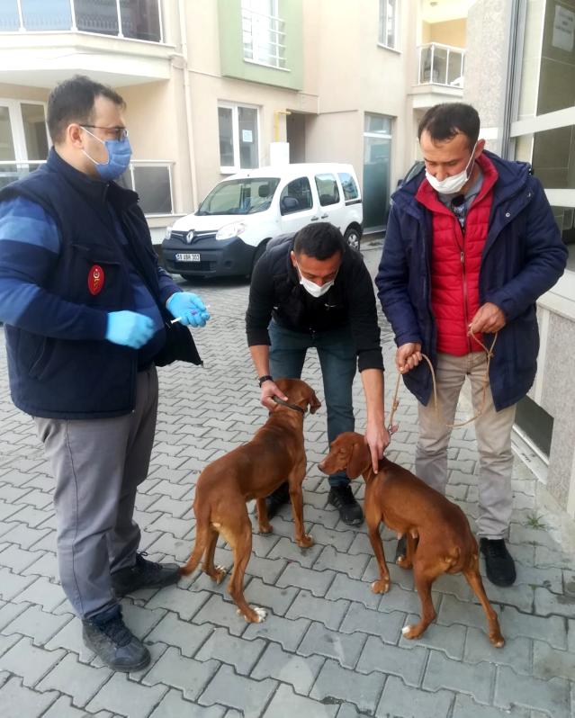 Av köpeklerine kuduz aşısı yapıldı