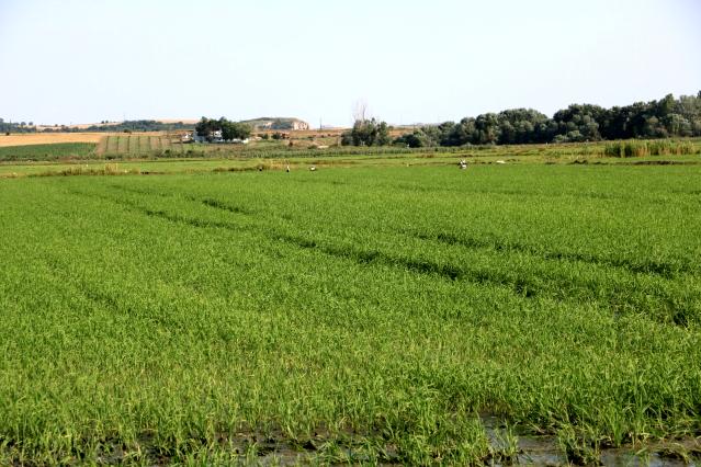 Edirne’de yağışlar çiftçinin yüzünü güldürdü