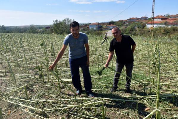 Edirne’de dolu, yüzlerce dekar tarım arazisine zarar verdi