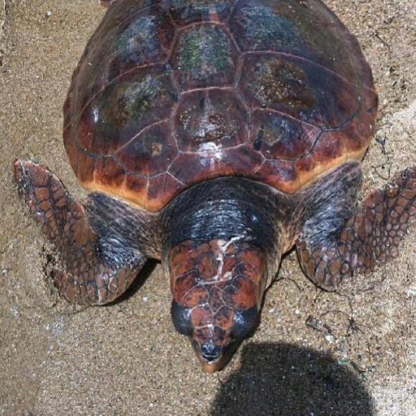 Saros’ta yaralı bulunan caretta carettaya tedavi