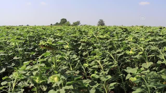 Trakya’da ayçiçeğinde dekar başına 200-350 kilogram ürün bekleniyor