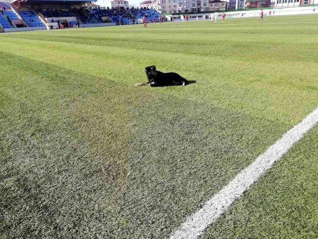 Çorlu’daki maçta sahaya giren köpek gülümsetti