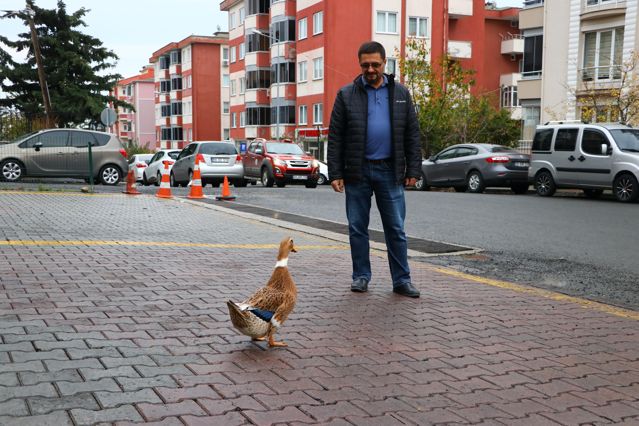 Tekirdağlı hayvansever “Duman” adlı ördeğini yanından ayırmıyor