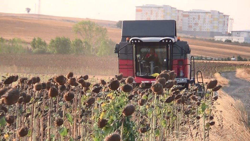 Tekirdağ’da Yerli Hibrit Ayçiçeği Tohumunun Başarısı Kutlandı