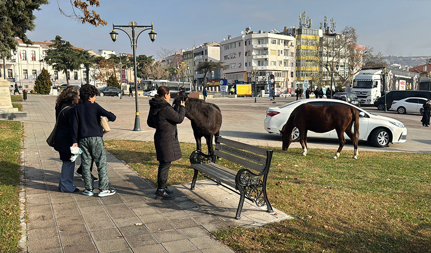 Başıboş atlar parkı mesken tuttu