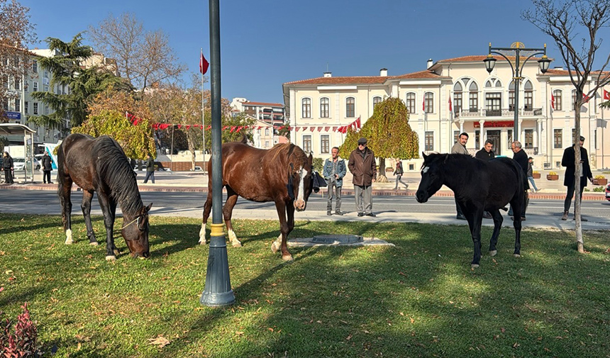 Şehir merkezinde gezen başıboş atlar ilgi odağı oldu