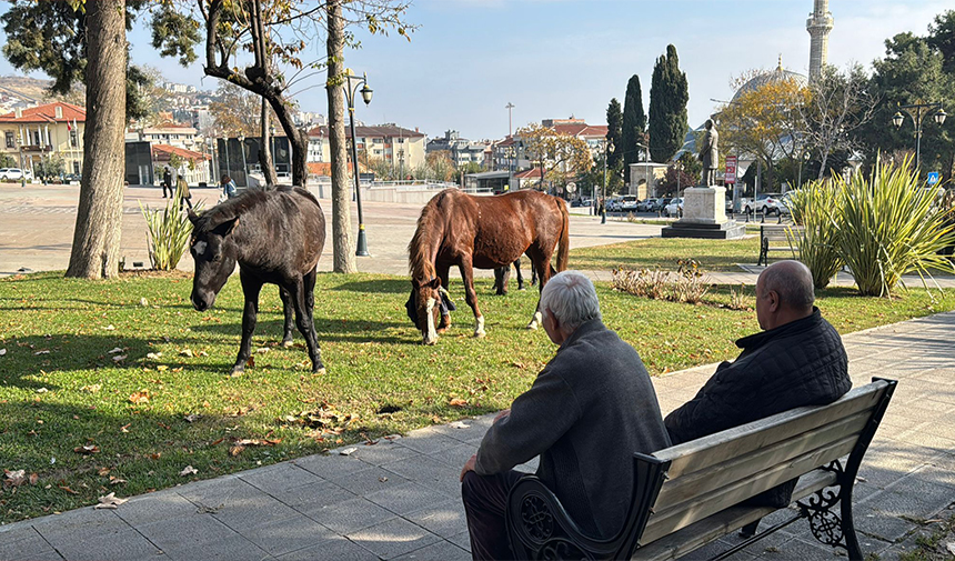 Süleymanpaşa’da Parkta İlginç Misafirler