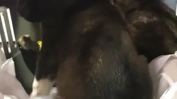 Edirne’de Köpek Yavruları Çöp Konteynerine Atıldı