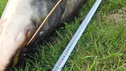 Çorlu’da Rekor Yayın Balığı Yakalandı