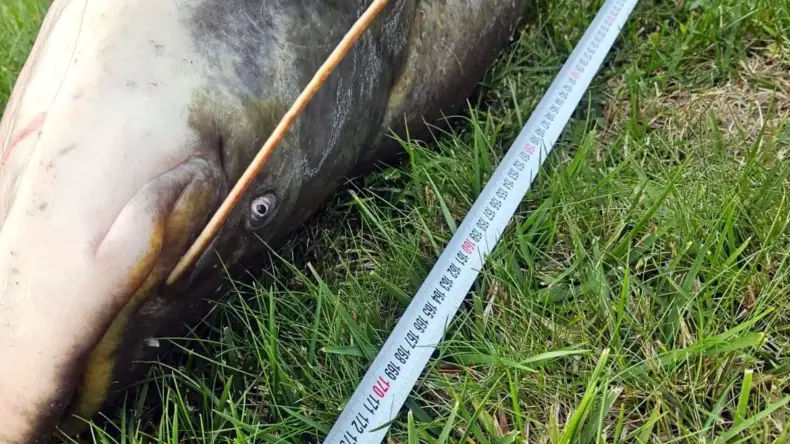 Çorlu’da Rekor Yayın Balığı Yakalandı