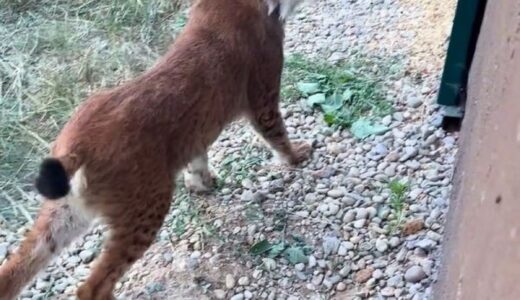 Edirne’de Kaçak Vaşak ve Serval Kedisi Ele Geçirildi